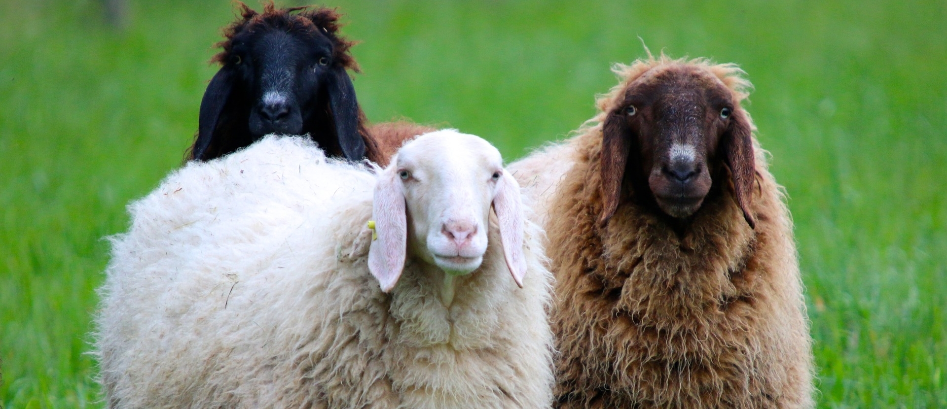 Waarom worden schapen geschoren?