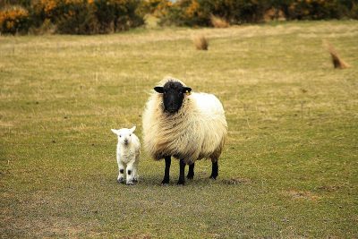 Schapen scheren, hoe gaat dat?