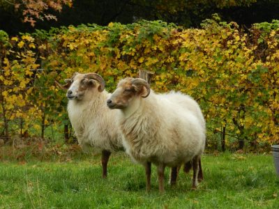 Inspiratie: Struinen tussen de schapen bij landgoed Heidestein