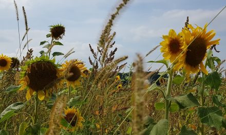 Wol en warmte in de herfst