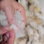 Nederlandse schapenwol: over wol, duurzaamheid en hergebruik