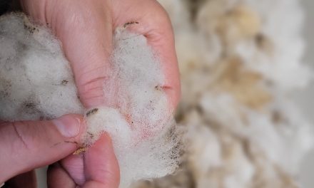 Nederlandse schapenwol: over wol, duurzaamheid en hergebruik