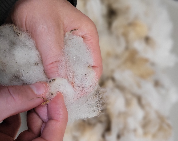 Nederlandse schapenwol: over wol, duurzaamheid en hergebruik